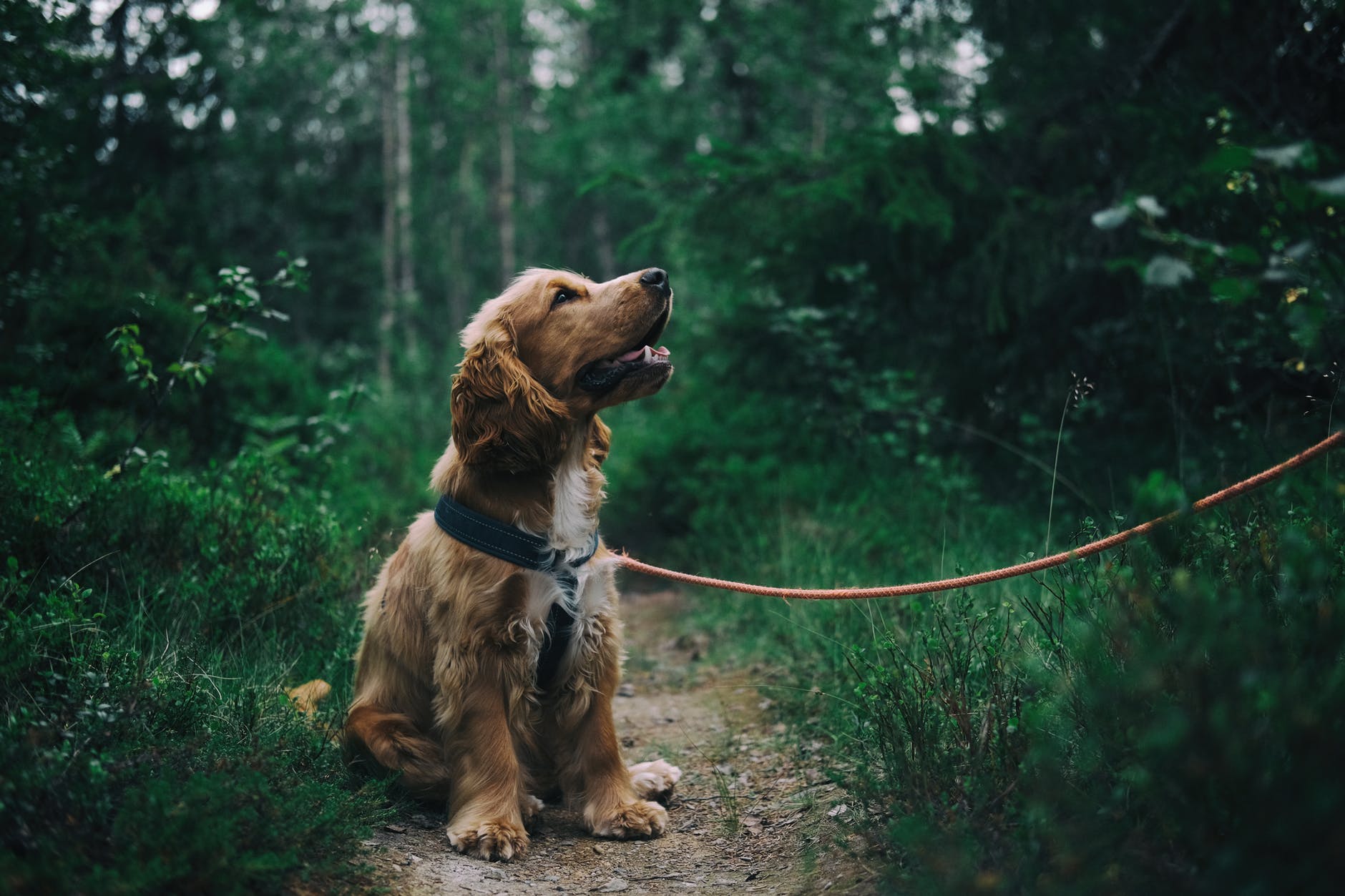 ¿Realizar deporte con tu perro?